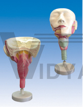 The model of salivary glands and muscli pharyngis